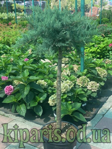 Можжевельник Виргинский Grey Owl